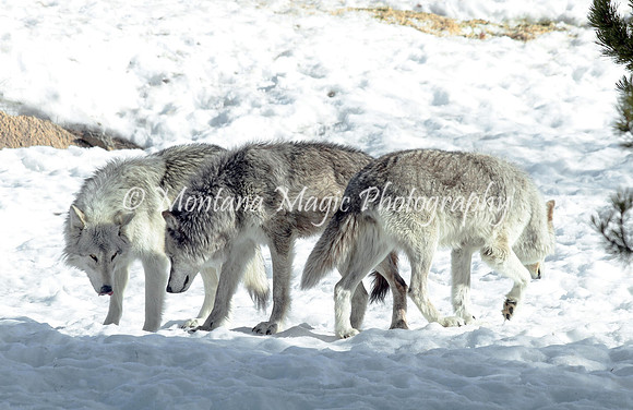 AW176 Gray Wolves