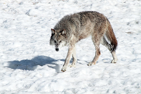 AW177 Gray Wolf