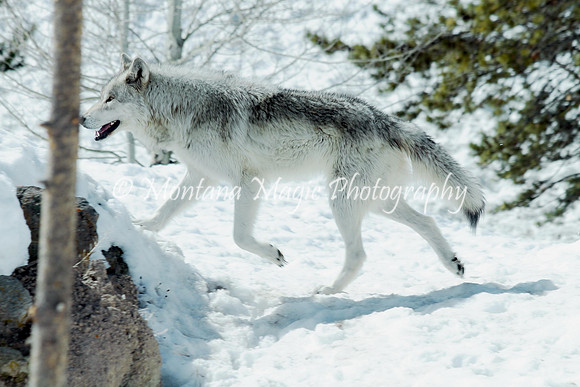 AW178 Gray Wolf