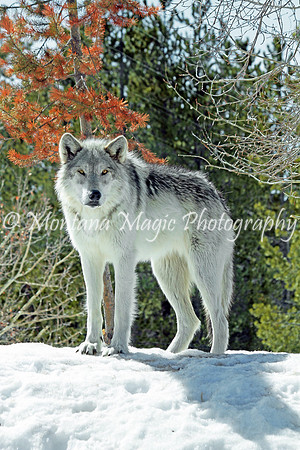 AW179 Gray Wolf