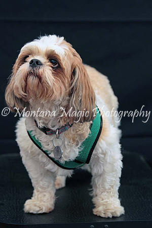 Scout_0263