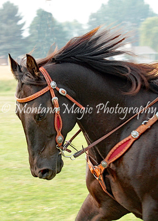 Jac's Black Commander_0158