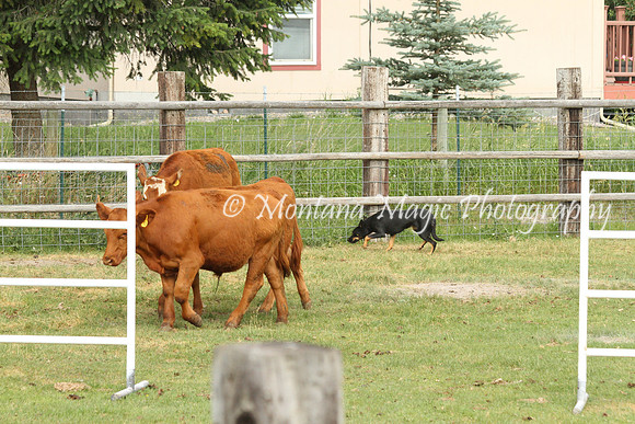 Dink_0838