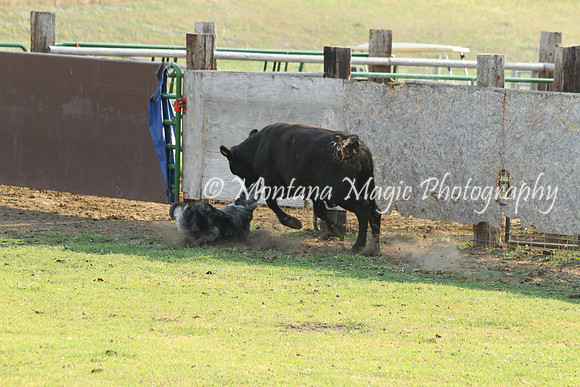 Dually_0602