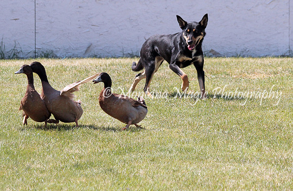 Mickey_0938
