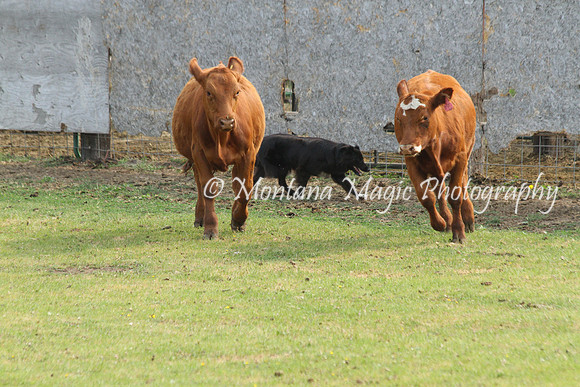 Midge_0767