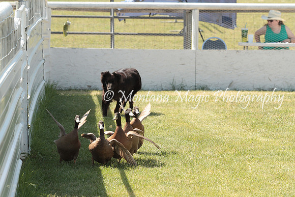 Midge_0939