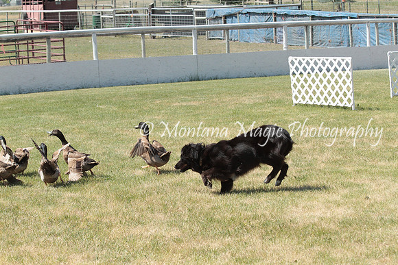 Midge_0946