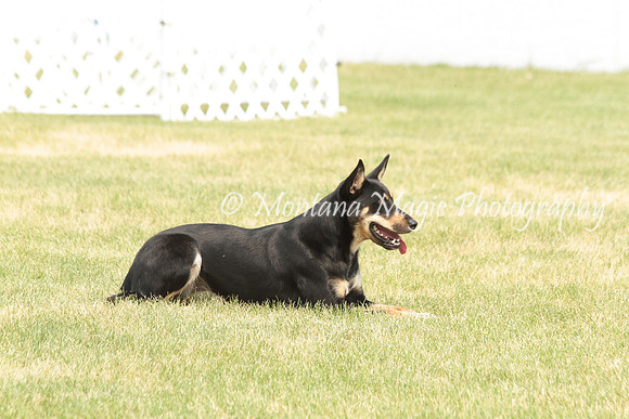 Mickey_1772