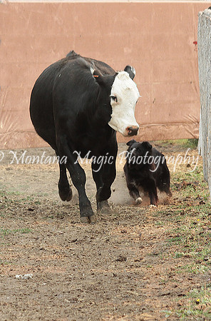 Midge_1570