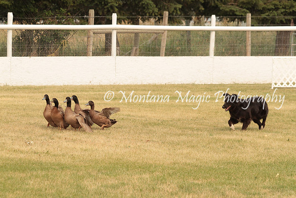 Midge_1679