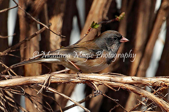 BD184Dark-eyed Junco