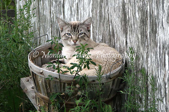 AND106 Cat in a Basket