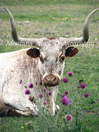 AND105 Longhorn