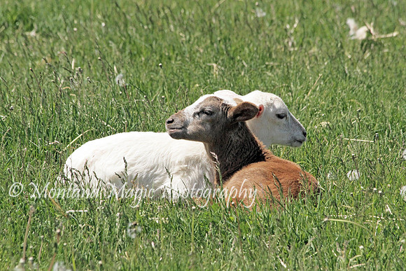 AN107 Lambs