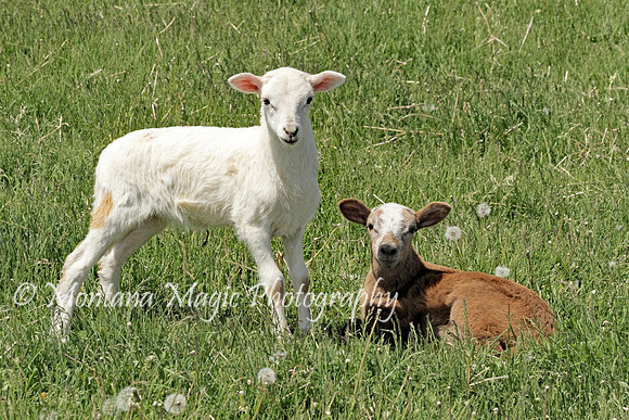AND108 Lambs