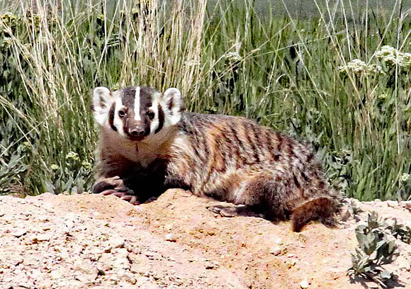 Badger