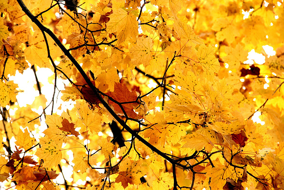Autumn Leaves