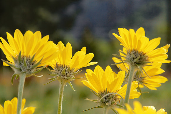 Balsamroot