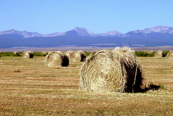Big Hole Valley Hay Bales