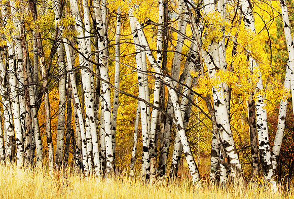 Birch Trees