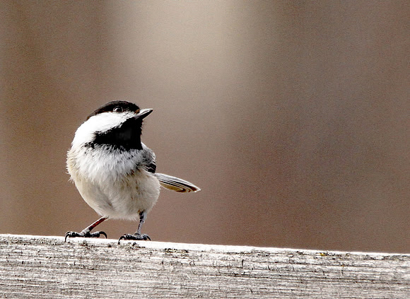 Black-capped Chickadee