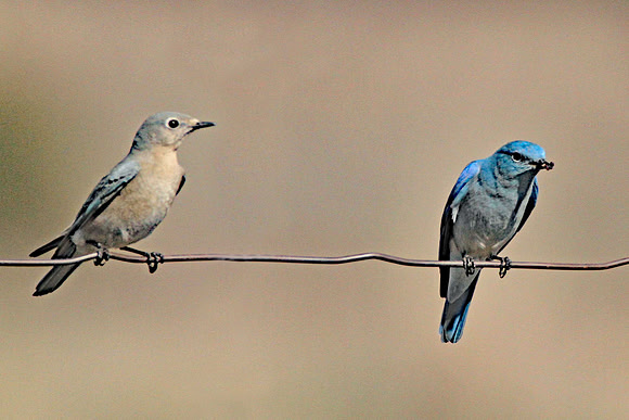 Bluebirds+