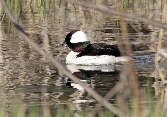 Bufflehead