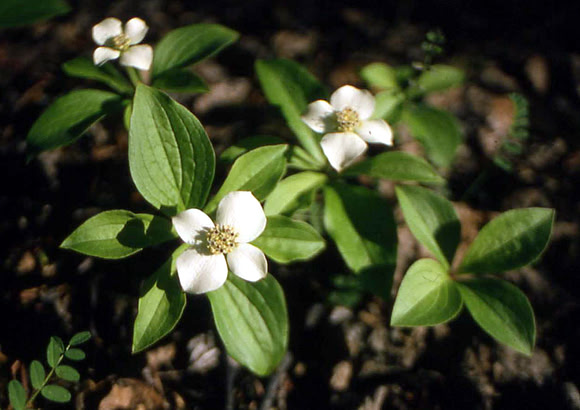 Bunchberry