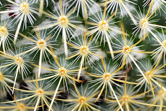 Cactus