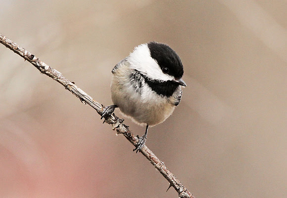 Chickadee