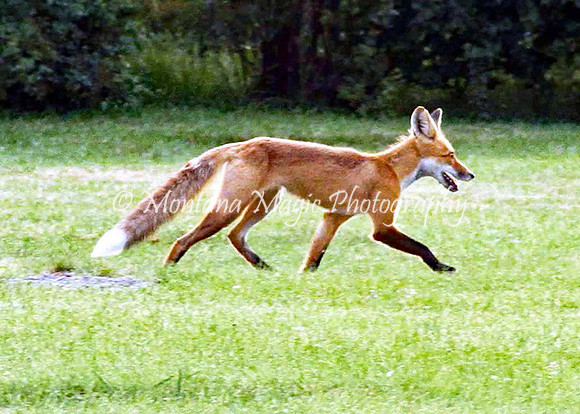 AW104 Fox