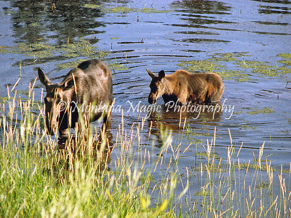 AW106 Moose & Calf