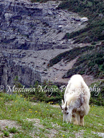 AW107 King of the Mountain