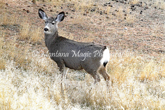 AW108 Mule Deer