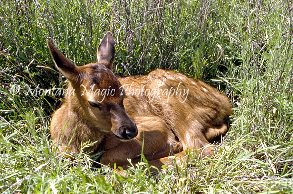 AW109 Wapiti Calf