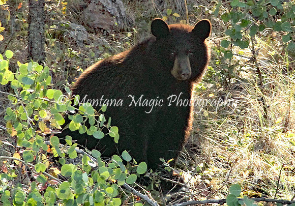 AW112 Black Bear