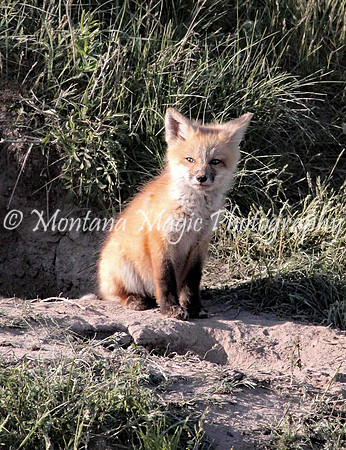 AW114 Fox Kit