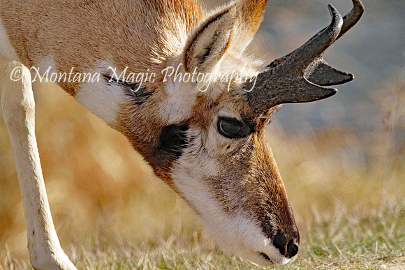 AW115 Pronghorn