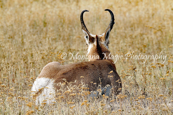 AW121 Resting Pronghorn