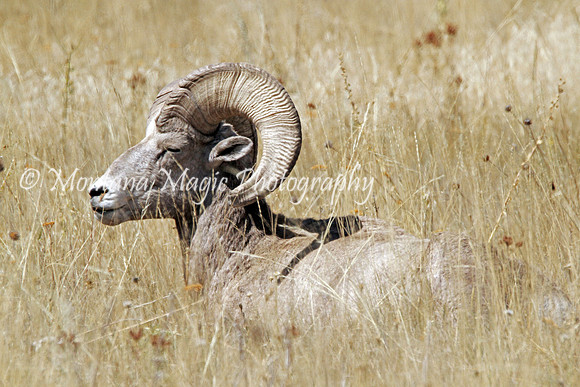 AW122 Rocky Mountain Bighorn