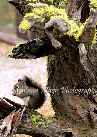 AW123 Pine Squirrel
