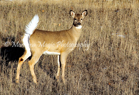 AW124 White-tail Doe