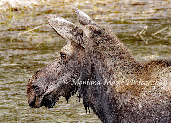 AW126 Moose