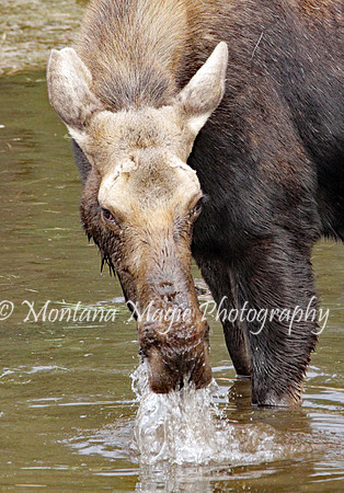 AW127 Moose