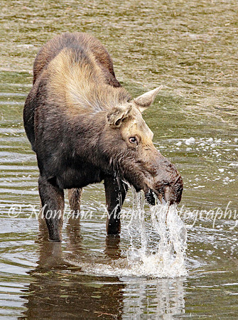 AW128 Moose