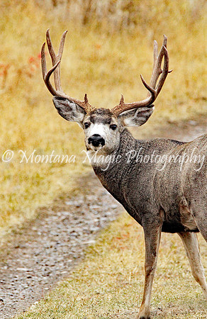 AW131 Mule Deer