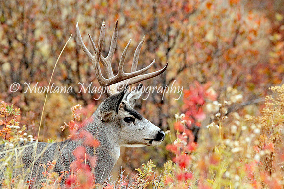 AW132 Mule Deer