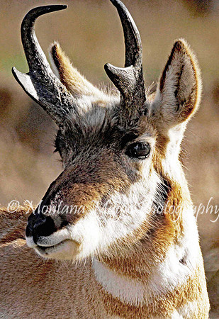 AW130 Pronghorn