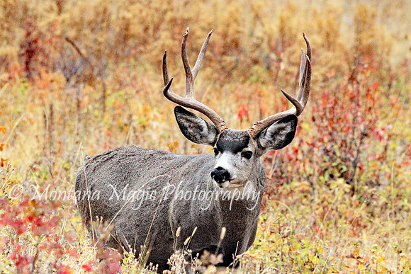 AW133 Mule Deer